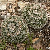 Mammillaria formosa 18 de Marzo NL, Mexico ©JL.JPG